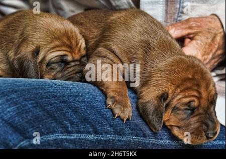 Cuccioli di Redbone Coonhound Foto Stock