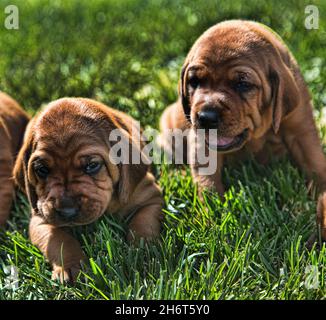 Cucciolo di Redbone Coonhound Puppy Foto Stock
