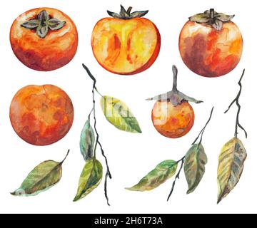 Set di persimmon disegnato a mano, isolato su sfondo bianco. Pittura ad acquerello. Foto Stock