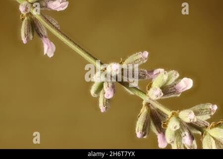 Gambo isolato di lavanda inglese (Lavandula angustifolia) 'Melissa Lilac' in germoglio Foto Stock