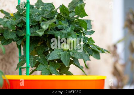 Pomodori piccoli immaturi che crescono sul davanzale. Mini verdure fresche nella serra su un ramo con i frutti verdi. Lo arbusto vegetab immaturo Foto Stock