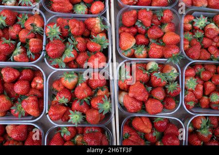 Contenitori in plastica pieni di deliziose e succulente fragole rosse in un negozio di fruttivendolo Foto Stock