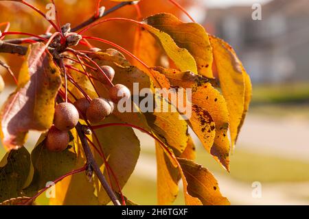 Frutti completamente maturati della pera ornamentale di bradford in autunno. Questi frutti, leggermente tossici per gli esseri umani, sono buoni per gli uccelli. Si tratta di alberi invasivi Foto Stock