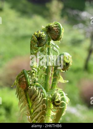 Struzzo fern Matteuccia struthiopteris rolling out foglie in primavera Foto Stock