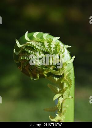 Struzzo fern Matteuccia struthiopteris rolling out foglie in primavera Foto Stock