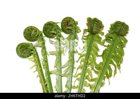 Nuove foglie verdi di Ostrich fern Matteuccia struthiopteris che si rotolano su sfondo bianco Foto Stock