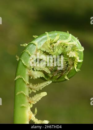 Struzzo fern Matteuccia struthiopteris rolling out foglie in primavera Foto Stock