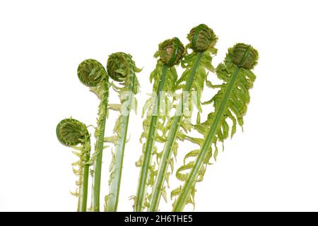 Nuove foglie verdi di Ostrich fern Matteuccia struthiopteris che si rotolano su sfondo bianco Foto Stock