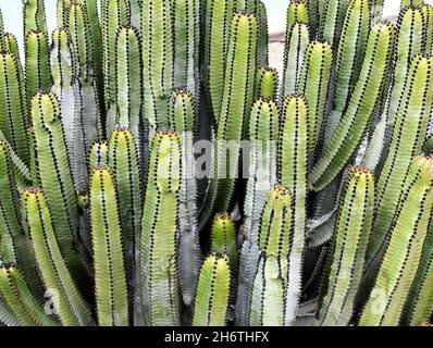 Isole Canarie Euphorbia canariensis sprive succulent crescere vicino insieme Foto Stock