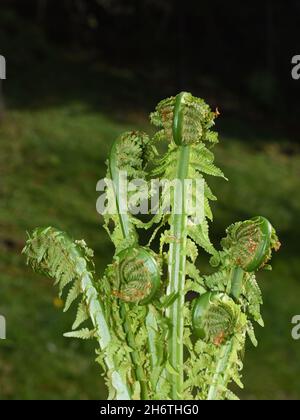 Struzzo fern Matteuccia struthiopteris rolling out foglie in primavera Foto Stock