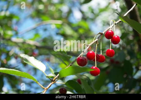 Diverse ciliegie maturanti su un ramo d'albero, primo piano. Bacche rosse. Foto Stock