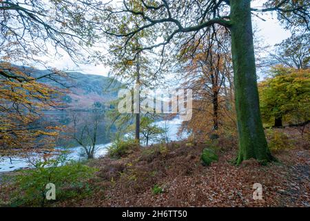 Vista di Ullswater nel Lake District a Cumbria, Inghilterra, Regno Unito, in una tranquilla mattina presto di novembre. Splendido paesaggio lacustre con colori autunnali. Foto Stock