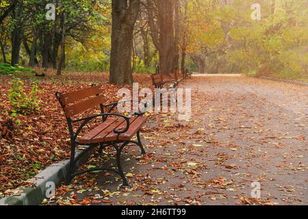 Panchine in legno nel parco autunnale. Autunno caduto lascia sul sentiero. Foto Stock
