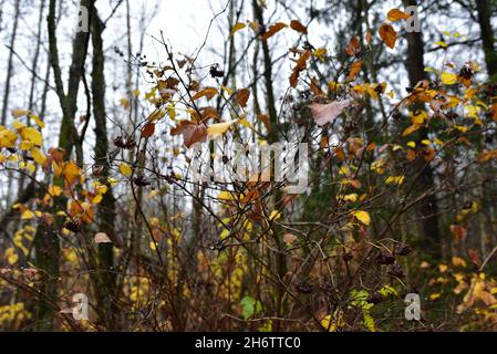 Foglie bagnate dopo la pioggia appesa su un ramo di albero nella foresta. Il concetto d'autunno e la stagione di coold. Foto Stock