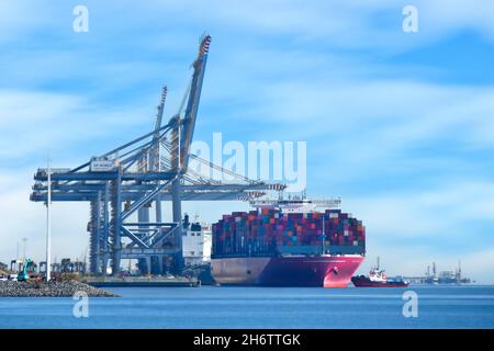 Tugboat spingendo grande nave container e pieno carico di contenitori di spedizione alla nascita sotto grandi gru alte a London Gateway Thames estuario porto Essex UK Foto Stock