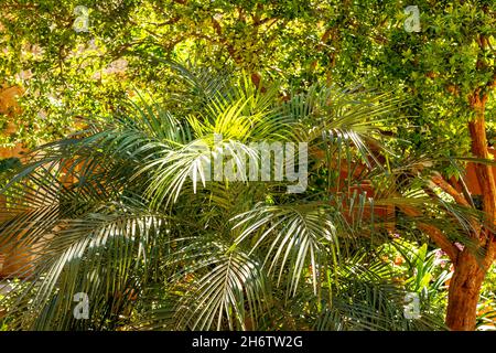 Sfondo tropicale di foglie di palma verde. Foto Stock