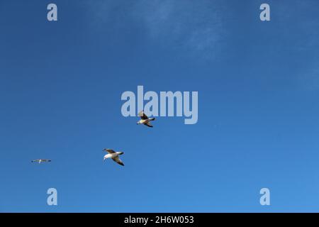 Gabbiani che volano nel cielo sopra il mare a Crosby, Merseyside Foto Stock