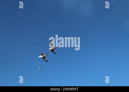 Gabbiani che volano nel cielo sopra il mare a Crosby, Merseyside Foto Stock