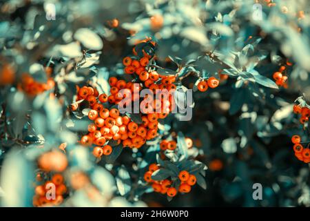 paesaggio naturale con verde lascia un piccolo frutto d'arancia Foto Stock