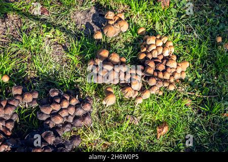 gruppo di funghi selvatici in autunno Foto Stock