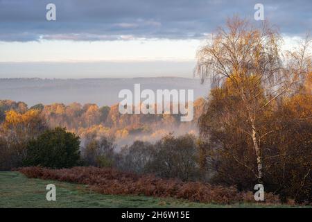 Alba, e autunno autunnale d'oro albero e foglie colori al Downs Banks, Barlaston in Staffordshire, Regno Unito. Foto Stock