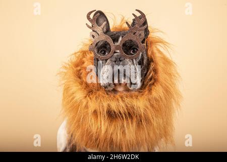 Adorabile cane toro francese vestito con occhiali da renna e una sciarpa in pelliccia su sfondo giallo Foto Stock