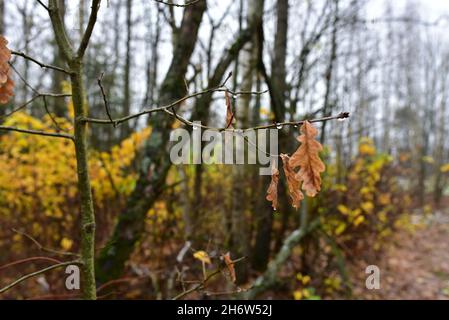 Foglie bagnate dopo la pioggia appesa su un ramo di albero nella foresta. Il concetto d'autunno e la stagione di coold. Foto Stock