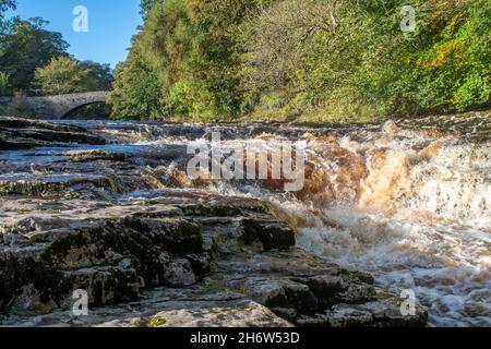 Cascate a Stainforth Force sul fiume Ribble nella scena Yorkshire Dales del salto di salmone durante la riproduzione in autunno Foto Stock