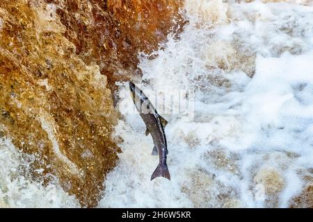 Migrazione Salmon salto fare battaglia con le cascate a Stainforth Force sul fiume Ribble nel Yorkshire Dales. Foto Stock