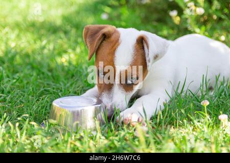 Vita domestica con cane. Il cane affamato con gli occhi tristi sta aspettando l'alimentazione. Il cane affamato o assetato fetches la ciotola di metallo per ottenere l'alimentazione o l'acqua. Foto Stock