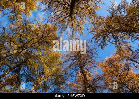 Colori autunnali dorati di pini contro il cielo blu, Berkshire, Inghilterra, Regno Unito Foto Stock