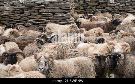 Pecora semi-ferale a North Ronaldsay, Orkney, Scozia, arrotondata per tagliare all'interno di pietra 'pund' (penne) Foto Stock