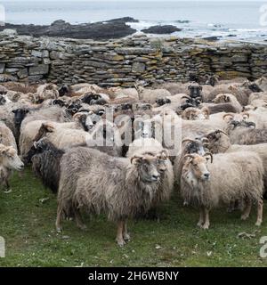 Pecora semi-ferale a North Ronaldsay, Orkney, Scozia, arrotondata per tagliare all'interno di pietra 'pund' (penne) Foto Stock