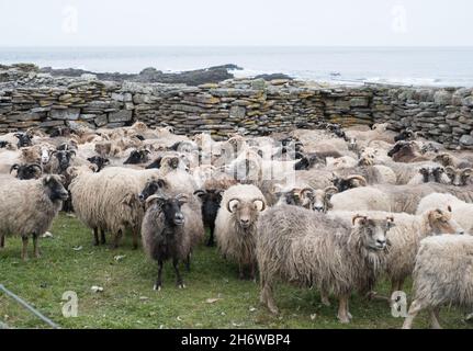 Pecora semi-ferale a North Ronaldsay, Orkney, Scozia, arrotondata per tagliare all'interno di pietra 'pund' (penne) Foto Stock