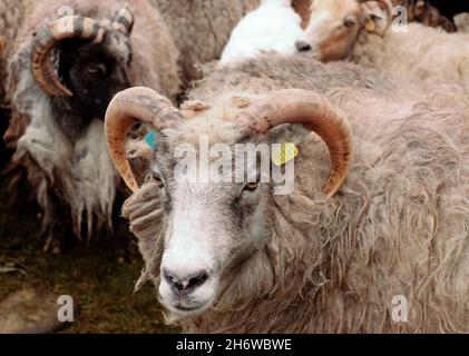 Pecora semi-ferale a North Ronaldsay, Orkney, Scozia, arrotondata per tagliare all'interno di pietra 'pund' (penne) Foto Stock