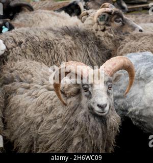 Pecora semi-ferale a North Ronaldsay, Orkney, Scozia, arrotondata per tagliare all'interno di pietra 'pund' (penne) Foto Stock