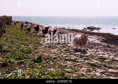 Pecore che mangiano alghe sulle spiagge di North Ronaldsay, Orkney, Scozia, dove hanno vissuto fin dai tempi preistorici Foto Stock