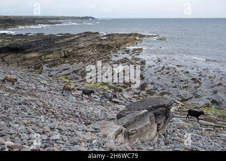 Pecore semi-ferali di Ronaldsay Nord sulle coste rocciose settentrionali dell'isola di Ronaldsay Nord, Orkney. Le pecore vivono principalmente sulle alghe Foto Stock