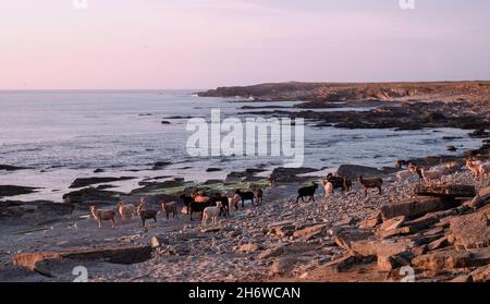 Pecore semi-ferali che mangiano alghe sulla costa occidentale rocciosa dell'isola di Orkney di Ronaldsay Nord, alla luce della sera Foto Stock