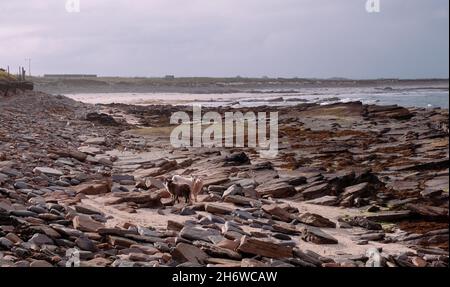 Pecore semi-ferali che mangiano alghe sulle coste orientali dell'isola di North Ronaldsay, Orkney, Scozia Foto Stock