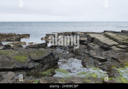 Pecore semi-ferali che mangiano alghe sulle rocce di granito a sud dell'isola di North Ronaldsay, Orkney, Scozia Foto Stock