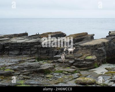 Pecore semi-ferali che mangiano alghe sulle rocce di granito a sud dell'isola di North Ronaldsay, Orkney, Scozia Foto Stock