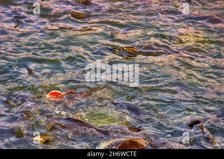 Le carpe cinesi (Ctenopharyngodon idella) sono allevate negli stagni del sud-est asiatico. Questi pesci reagiscono vividamente all'alimentazione, stabilimento di pesci dello stagno. Pesce gatto Foto Stock