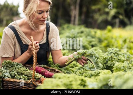 Giovane donna autosostenibile che raccoglie il kale fresco in un orto. Giovane donna giardiniere raccogliendo verdure fresche in un cestino. Donna arvestina Foto Stock