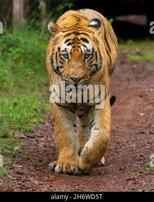 Matkasur, il re del Parco Nazionale di Tadoba. Foto Stock