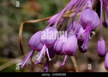 Allium carinatum subsp. Pulchellum, Allium cirhosum, Amaryllidaceae. Piante selvatiche sparate in estate. Foto Stock