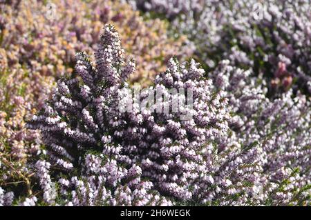 Bianca/Rosa Erica Carnea 'Bella's Extra Special' Heather cresciuto in un confine a RHS Garden Harlow Carr, Harrogate, Yorkshire. Inghilterra, Regno Unito. Foto Stock