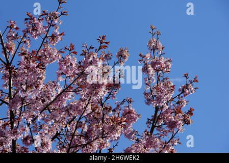 Rosa Prunus Sargentii (Sargent's Cherry) Fiori coltivati in un confine a RHS Garden Harlow Carr, Harrogate, Yorkshire. Inghilterra, Regno Unito. Foto Stock