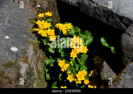 Grumi di giallo caltha palustris 'marsh-marigold' Fiori coltivati dal Streamside a RHS Garden Harlow Carr, Harrogate, Yorkshire, Inghilterra, Regno Unito. Foto Stock