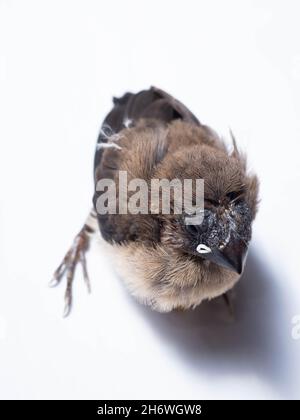 Il gavan munia (Lonchura leucogastroides) è una specie di pacciamolo di estrildidi appartenente al distretto di Sumatra, Giava, Bali e Lombok, Indonesia Foto Stock